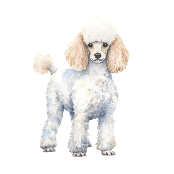 Poodle DTF Transfer Ready to Press