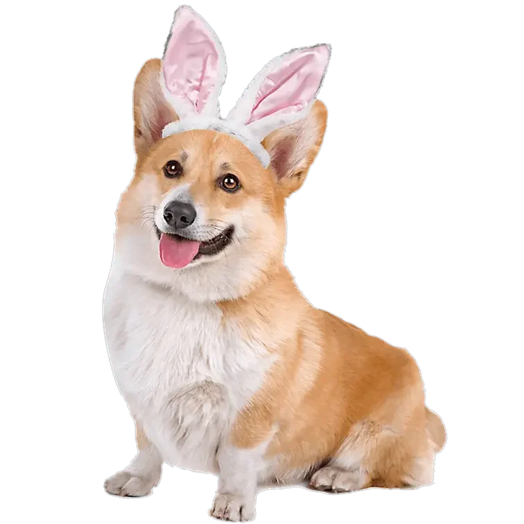 Corgi Easter Design - DTF Ready To Press
